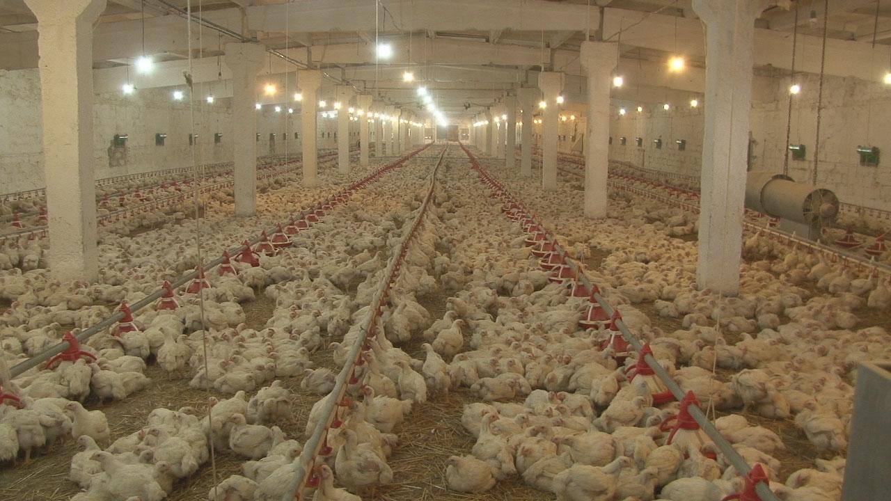 погружные мешалки для птицефабрики